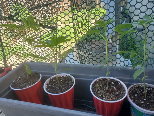 Multi Grow — grow_setup, day 2