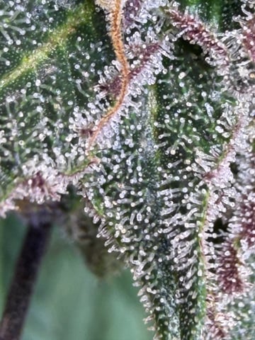 Indoor Grow  — flower, day 189