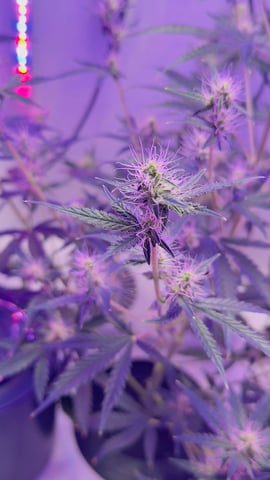 Northern Lights  — flower, day 48