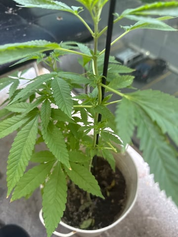 Hary — grow_setup, day 2