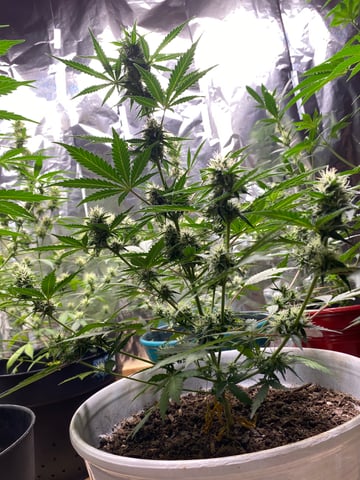 Rainbow Mints — flower, day 29