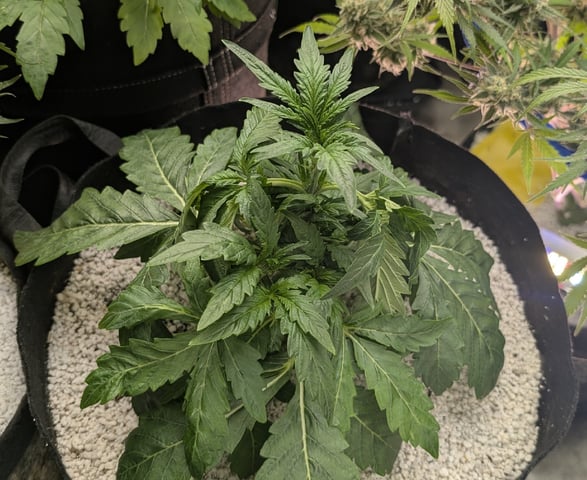 Perpetual Autoflower Mixed Grow #3 — flower, day 79