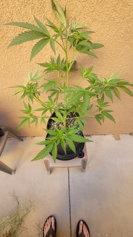 Poison Rainbows — vegetative, day 86