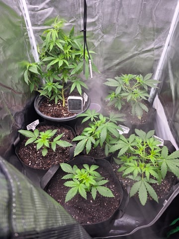 Pineapple Express  — vegetative, day 4