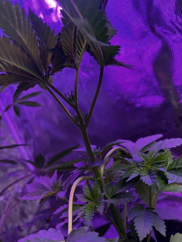 cherry cheese cake, first class funk, and the baby’s a Acapulco gold  — flower, day 6