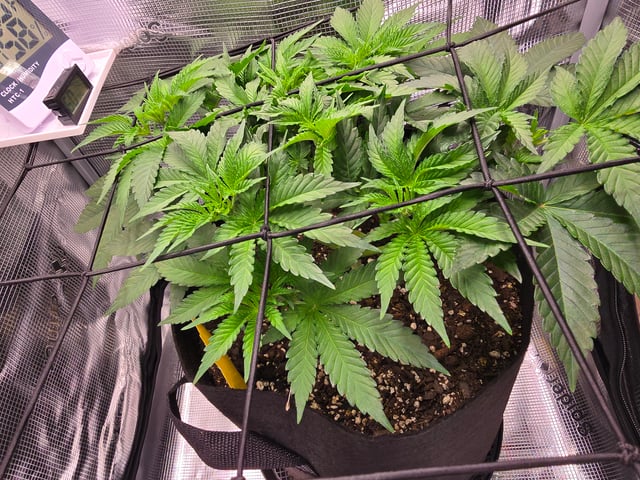 Northern lights #10 (Alaska) — vegetative, day 29