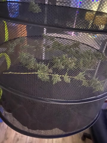 pineapple Express  — none, day 43