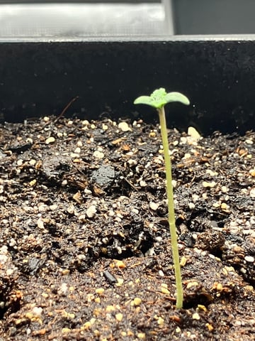 My First Grow — germination, day 9