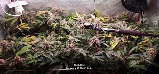 Punch Mints Female Pheno #2 Clone(s) — flower, day 301