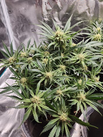 Autoflower grow. my first grow  — flower, day 53