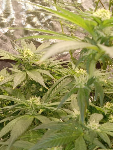 critical purple kush x peyote wifi  in the auto pot system tray 2 grow with added microhazian to the coco coir  — flower, day 79