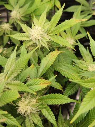 Fat Matt's 1st grow — flower, day 11