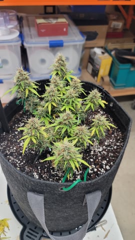 Number Two.  Lola — flower, day 85