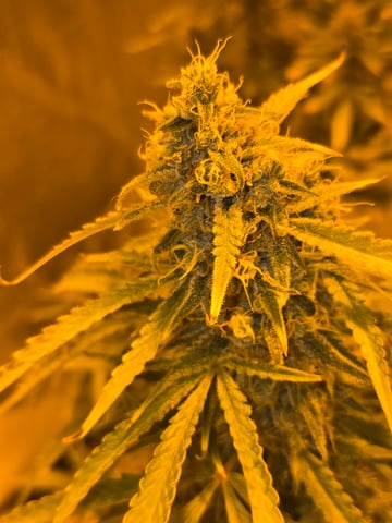 2nd Autoflower Indoor Grow — flower, day 100