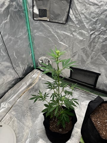 white runtz auto flower — flower, day 37