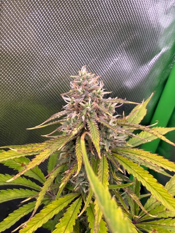 Ztrawberriez (Auto) 2026 - 1 — flower, day 65
