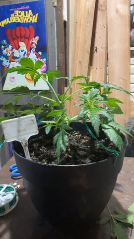 lil babies  — vegetative, day 9