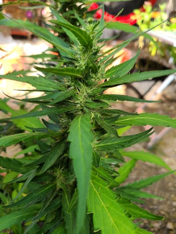 March 14 — flower, day 55