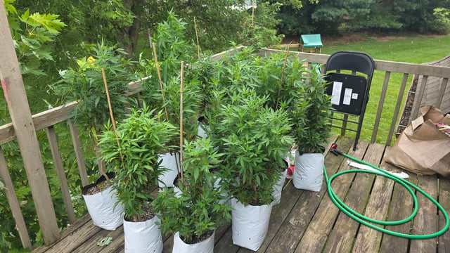 Outdoor 2025 — vegetative, day 117