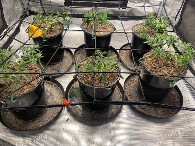 Solfire Gardens Grow — vegetative, day 42