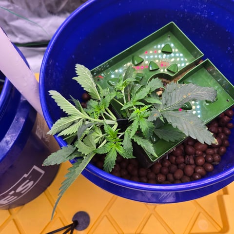 Fastbuds Autoflower Run — vegetative, day 23