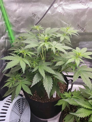 Winter Garden — flower, day 27