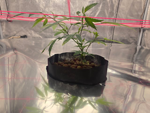 Platnium Jelly — vegetative, day 7