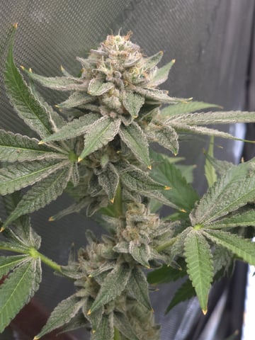 Barney's Farm - Cherry Popper
