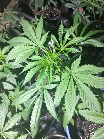 Panama Red Regular Jamaican Landraces — grow_setup, day 1