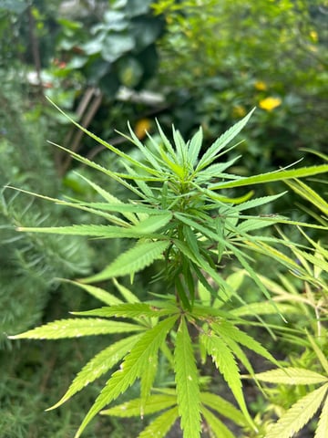 Flora — grow_setup, day 1