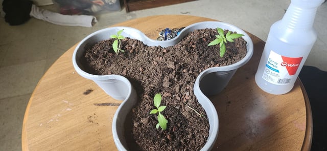 First Grow 