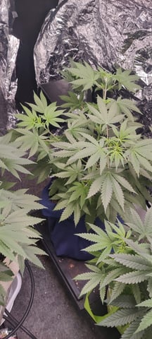 train wreck — vegetative, day 24