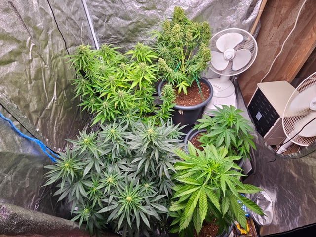 Cheshablue  — flower, day 41