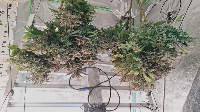 Gorilla Girl Autopot