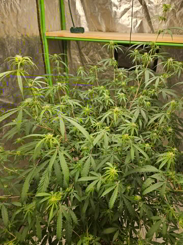 Sour Patch Kids — flower, day 1