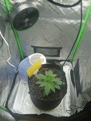 Critical Purple Kush — vegetative, day 35