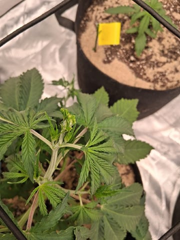 Seedman mix auto & seedman mix auto & GodFather OG — vegetative, day 33