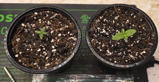 SGC & GWS — seedling_rooting, day 7
