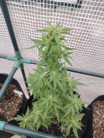 greenhouse grow  — flower, day 2