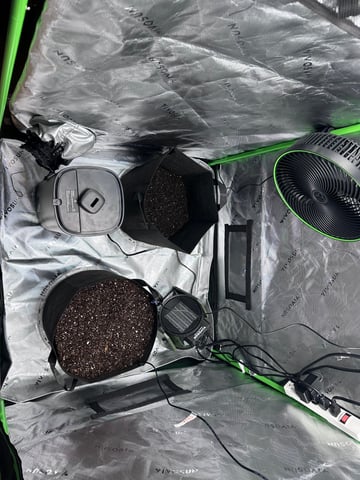 Pine (Auto) 2025 - 0 — germination, day 3