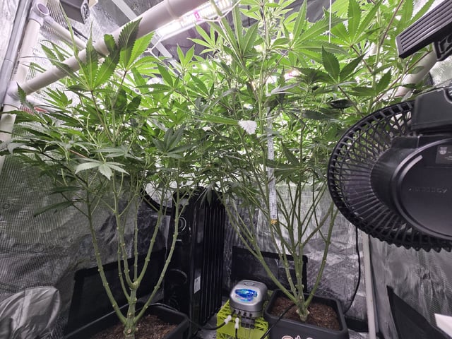 Grow 5.o — flower, day 64