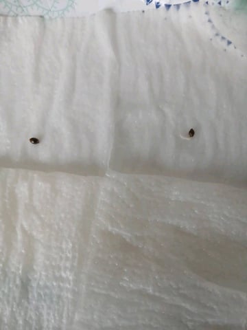 fruity pebbles, cap junky — germination, day 10