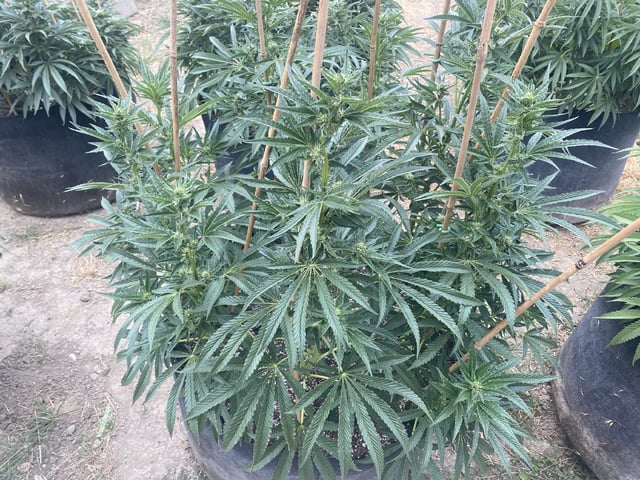 Solfire Gardens Grow — flower, day 123
