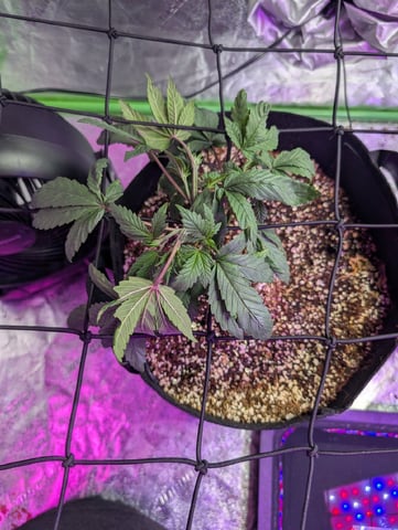 2025-26 — vegetative, day 23