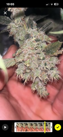 2nd Run — harvest, day 154