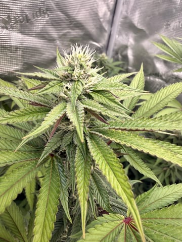 Oreo_BMG#2 — grow_setup, day 2