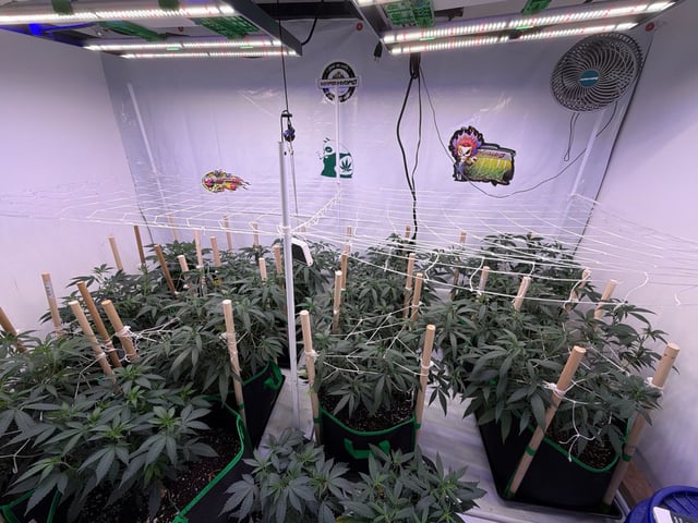 Indoor Grow  — vegetative, day 136