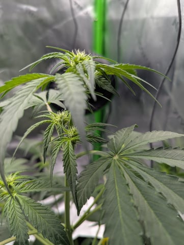 First Grow — flower, day 34