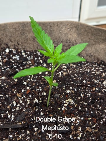 Outdoor Auto's (2nd set) — vegetative, day 1