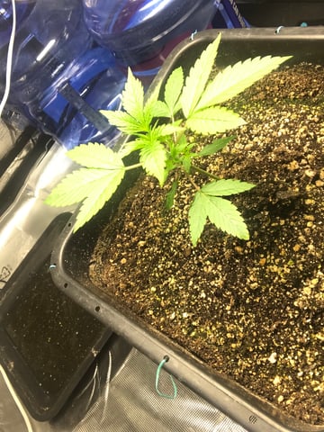 ripleys og — vegetative, day 24